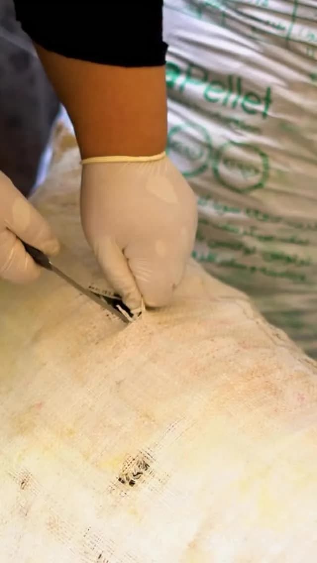 خیارشور