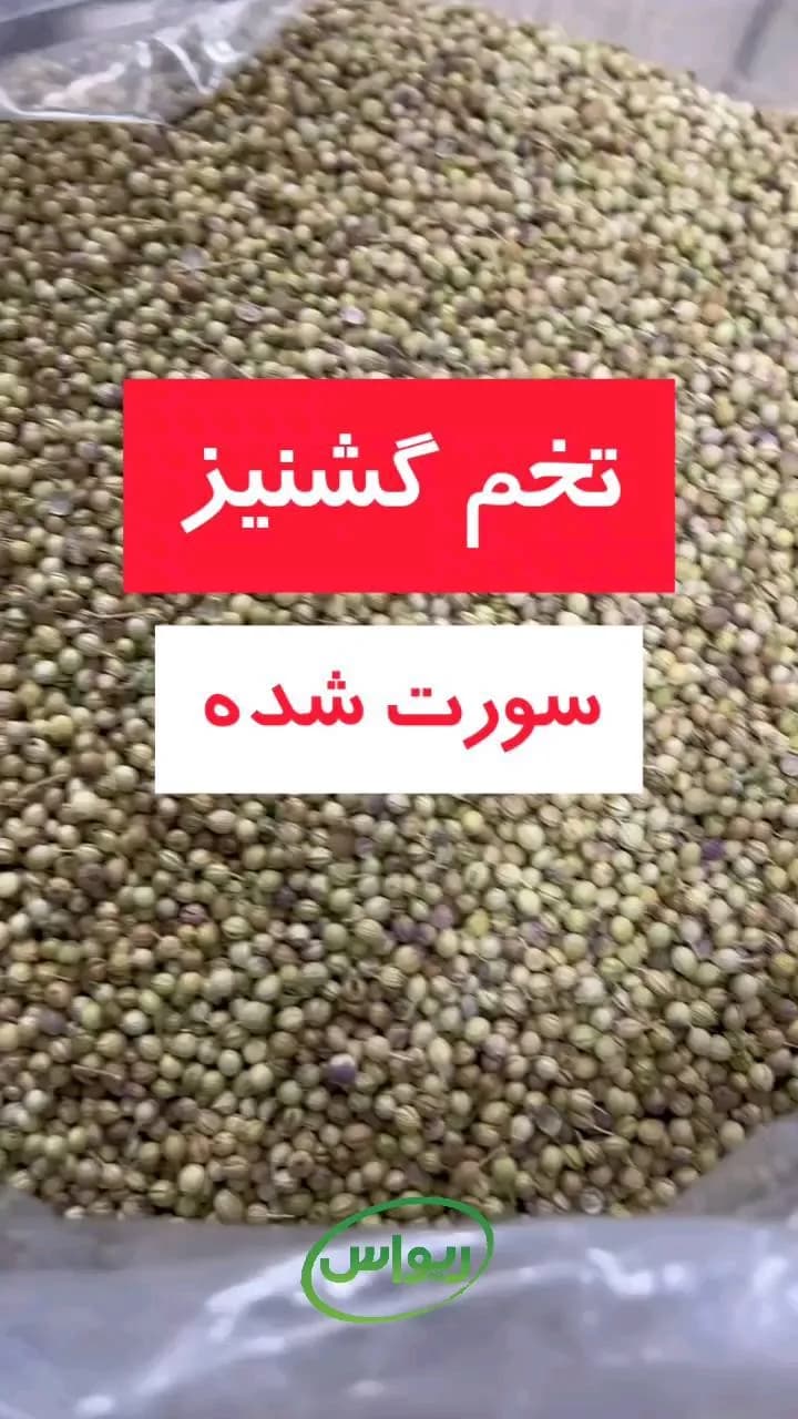 تخم گشنیز