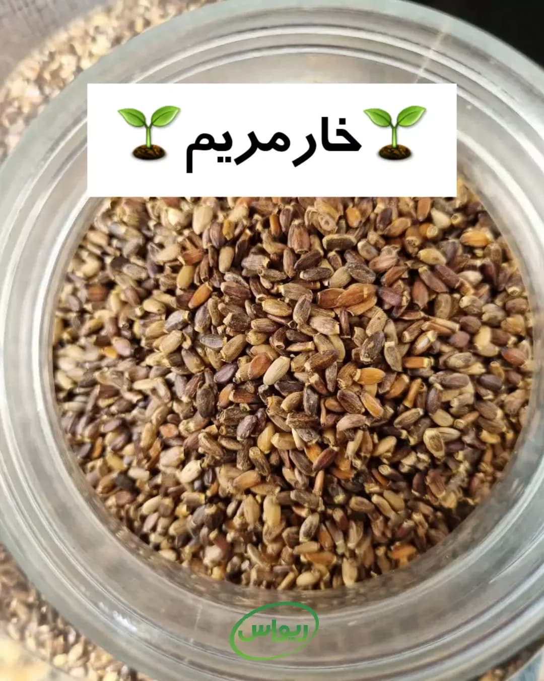 بذر خارمریم
