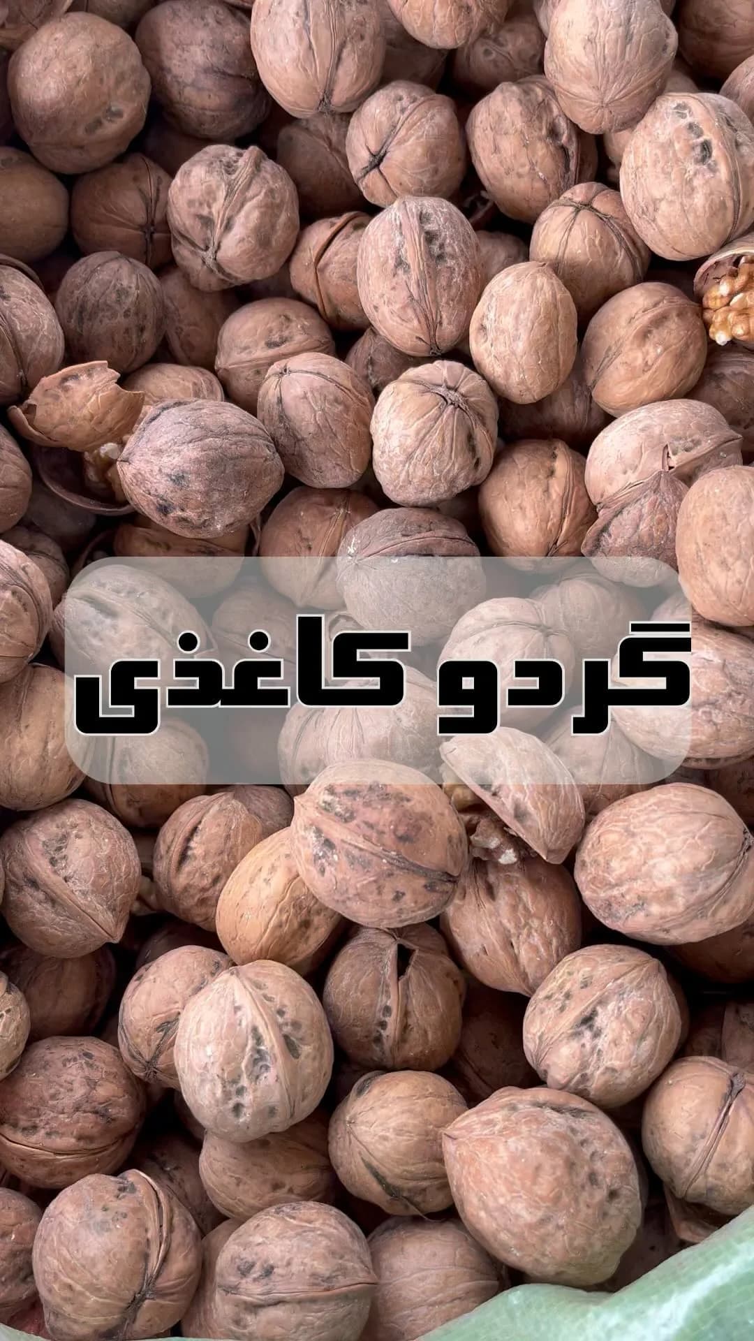 گردو پوست کاغذی چینی