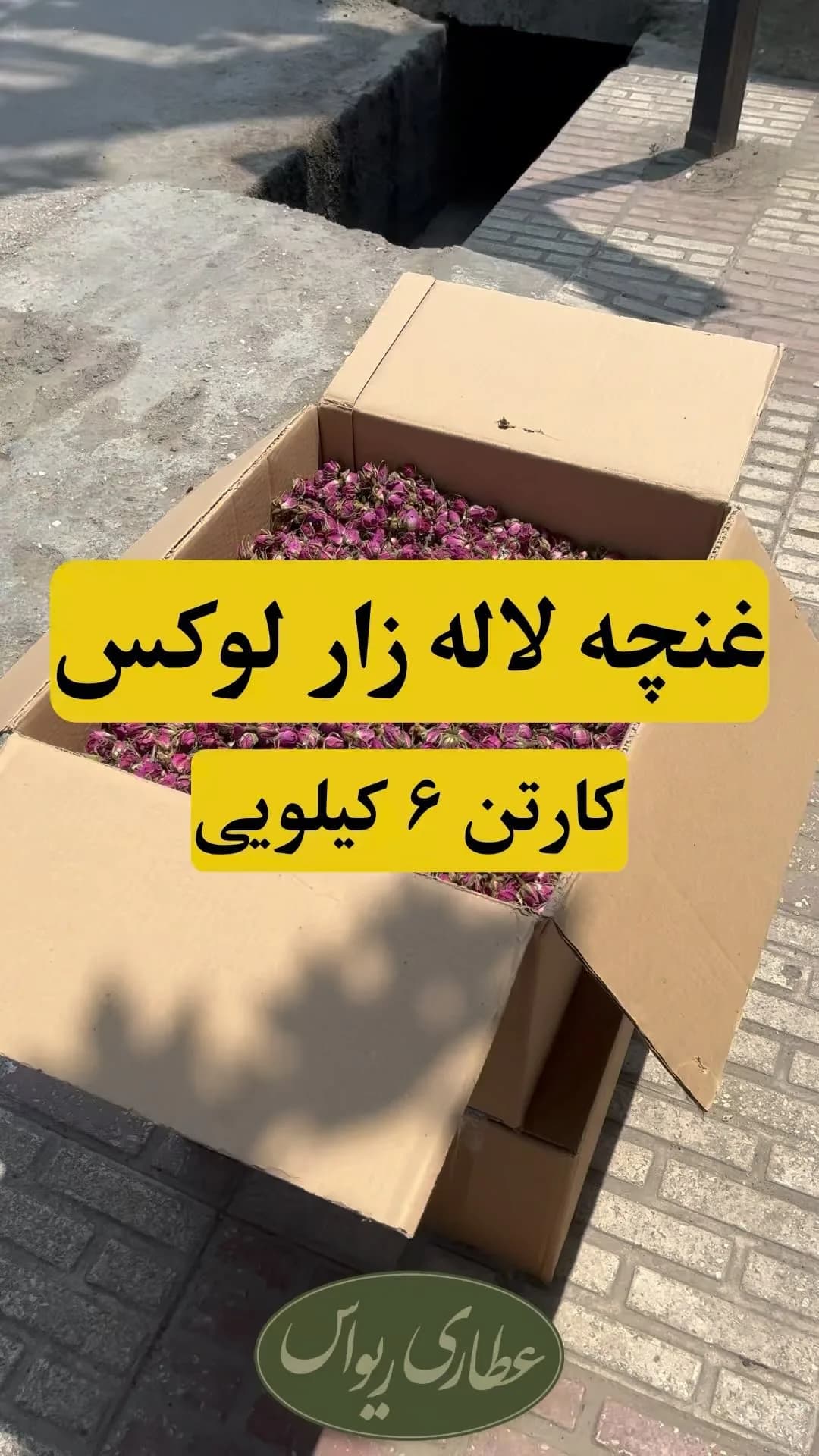غنچه گل محمدی لاله‌زار لوکس، رنگ ارغوانی و صورتی، خشک شده، دانه‌ای