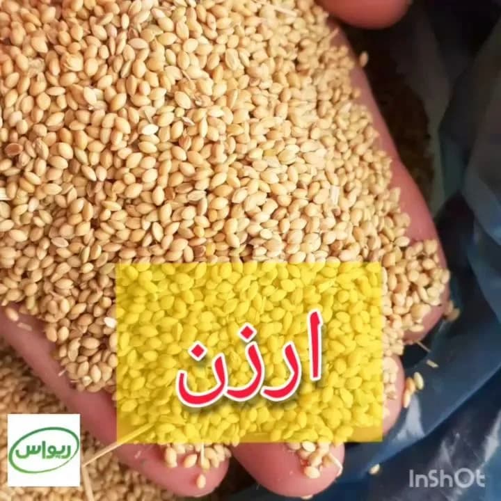 ارزن، رنگ زرد و کرم، دانه ریز