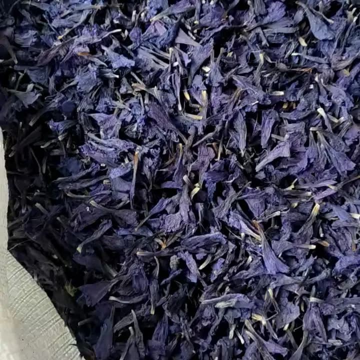 گل گاوزبان، رنگ آبی و بنفش، گلبرگ خشک