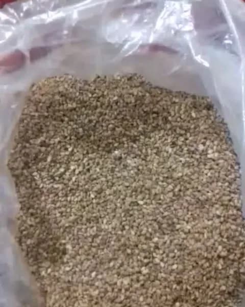 کنجد محلی گرگان، رنگ کرم و قهوهای روشن، دانه ریز