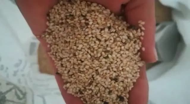 کنجد سفید دوبوجار، رنگ کرم، دانه ریز