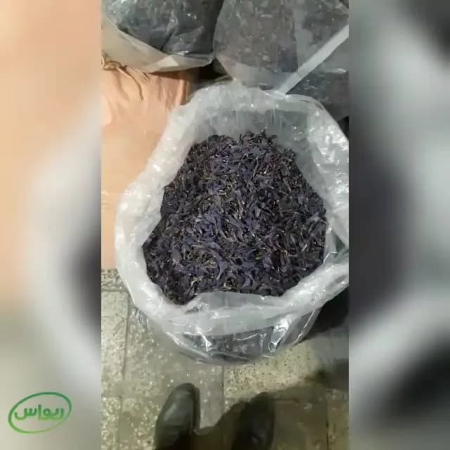 گل گاوزبان