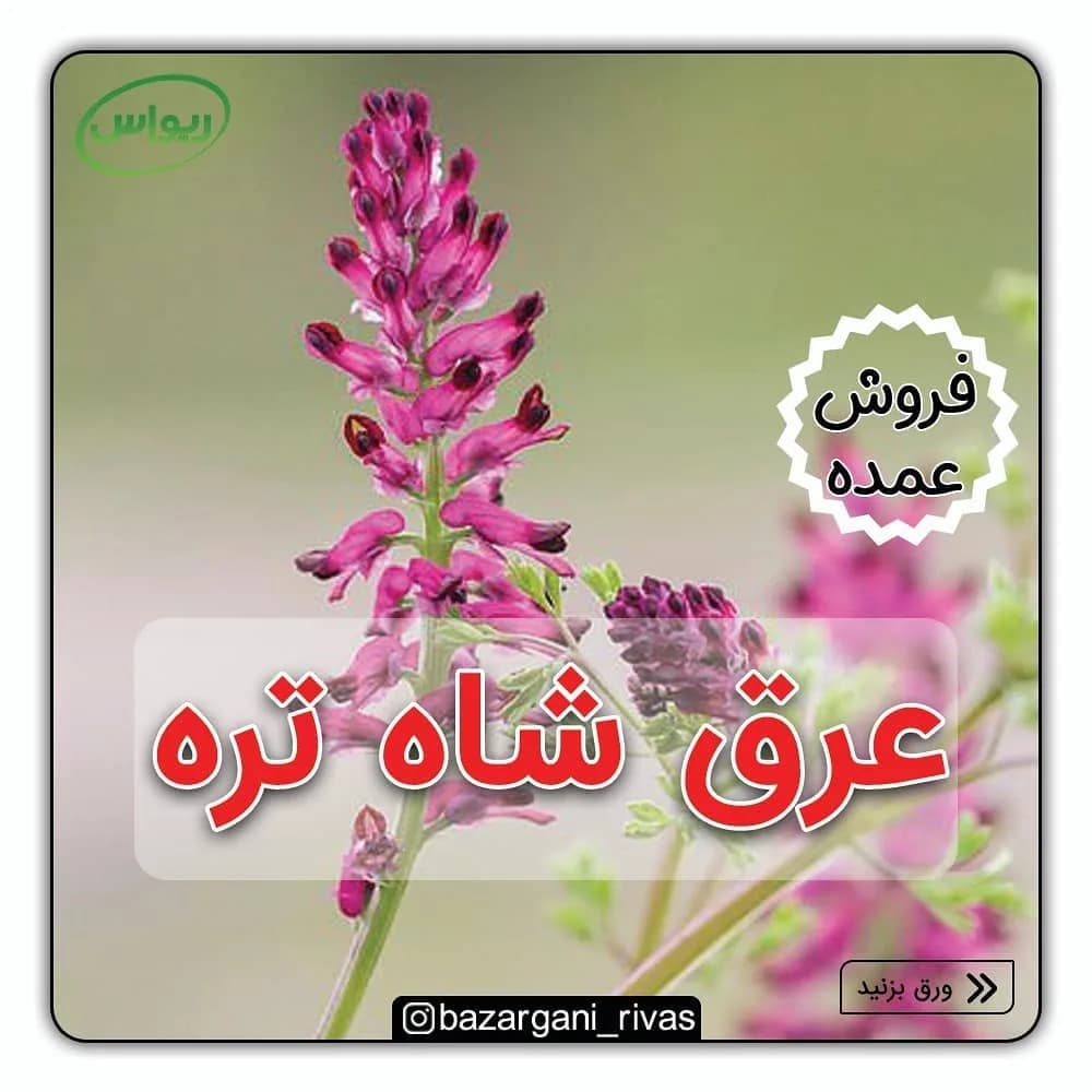 عرق شاه‌تره فله، رنگ بنفش و سبز، گیاه