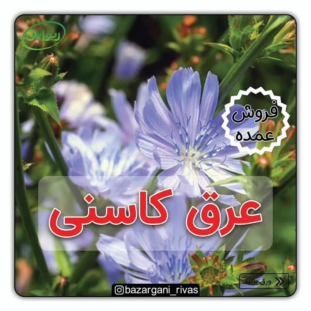 عرق کاسنی فله، رنگ آبی، بنفش و سبز، گیاه