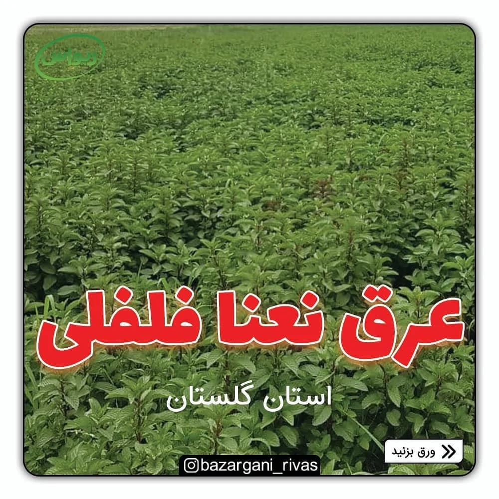عرق نعناع فلفلی، رنگ سبز، گیاه