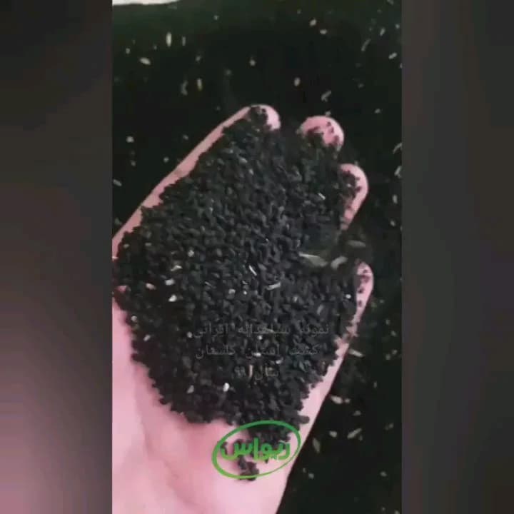 سیاهدانه با درصد روغن‌گیری بالا، رنگ مشکی