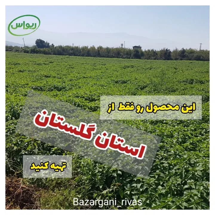 نعناع فلفلی