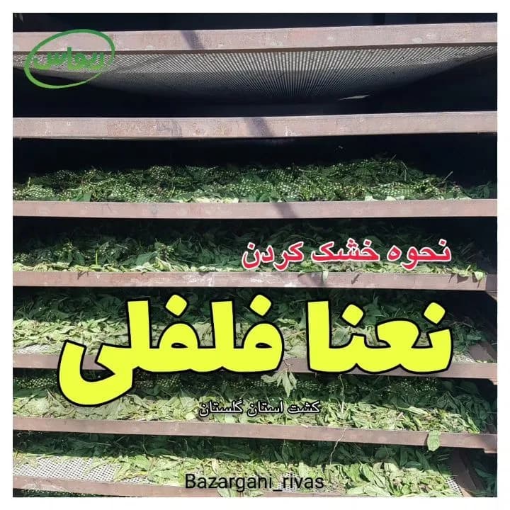 نعناع فلفلی خشک، رنگ سبز، تازه در حال خشک شدن