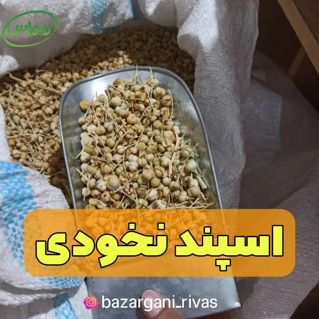 اسپند نخودی، رنگ کرم و قهوهای روشن، دانه ریز