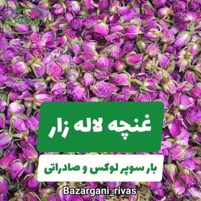 غنچه گل محمدی لالهزار سوپر لوکس، رنگ صورتی، بنفش و سبز، گل خشک