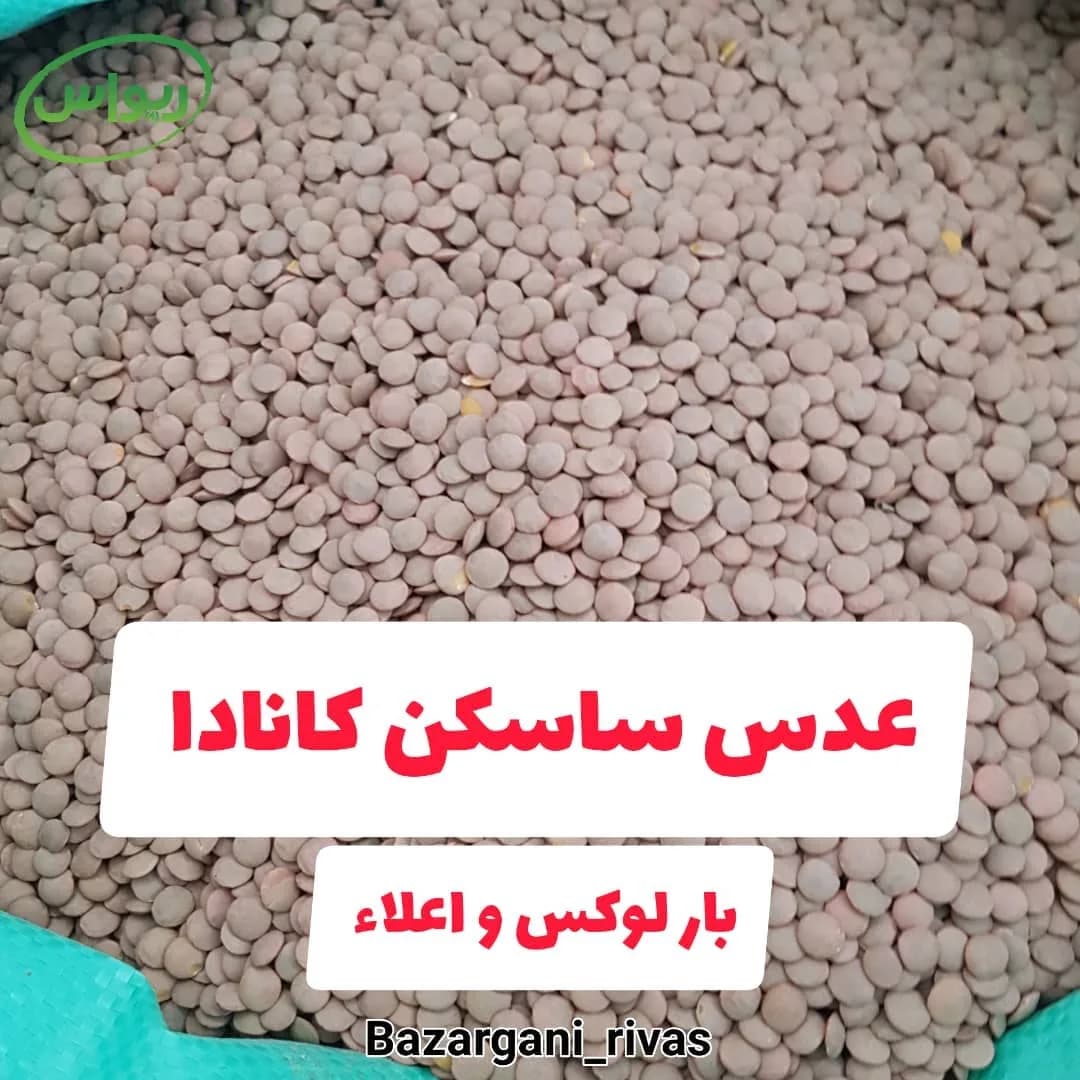 عدس ساسکن کانادا، رنگ قهوهای مایل به قرمز، دانه تخت