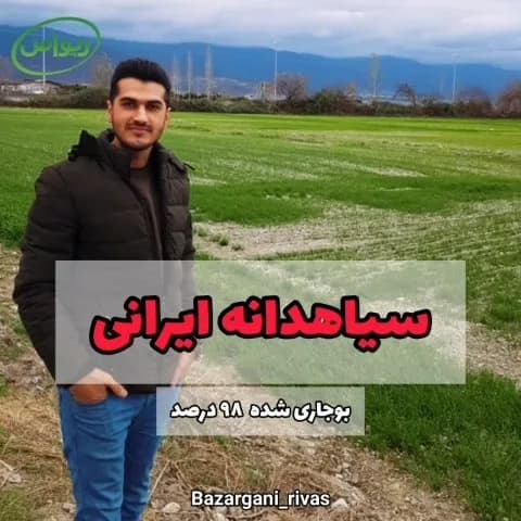 سیاهدانه ایرانی بوجارشده