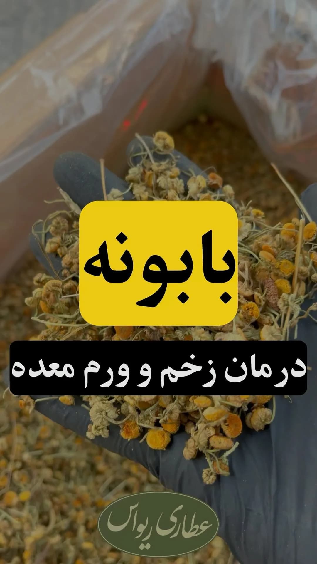 گل بابونه، رنگ زرد، سبز و کرم، خشک شده