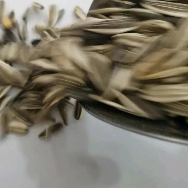 بذر تخمه آفتابگردان دور سفید، رنگ خاکستری، دانه