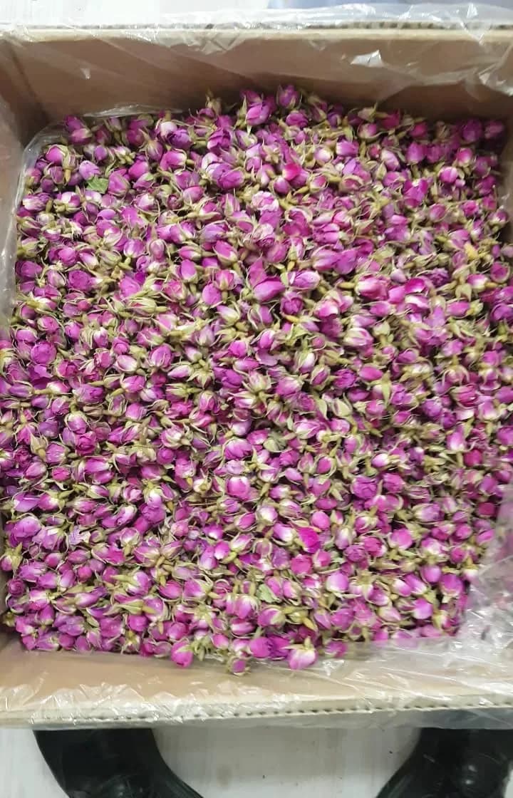 غنچه گل محمدی لالهزار امساله، رنگ صورتی و ارغوانی