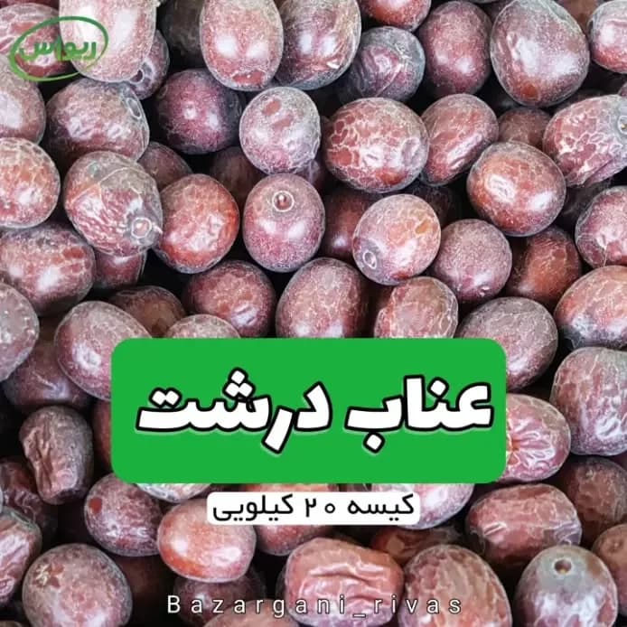 عناب درشت