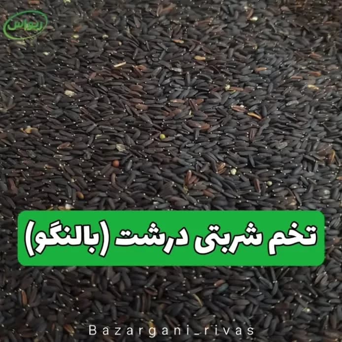 تخم شربتی درشت (بالنگو)، رنگ سیاه، دانه درشت