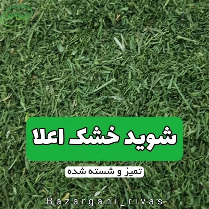 شوید خشک صادراتی، رنگ سبز، خرد شده