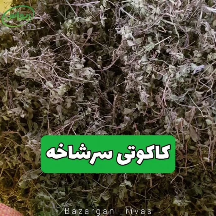 کاکوتی سرشاخه