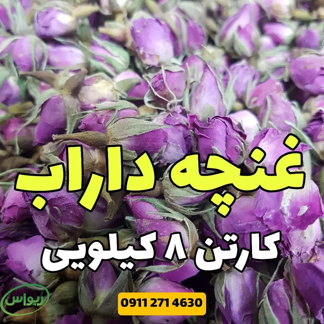 غنچه گل محمدی داراب، رنگ بنفش و سبز، خشک