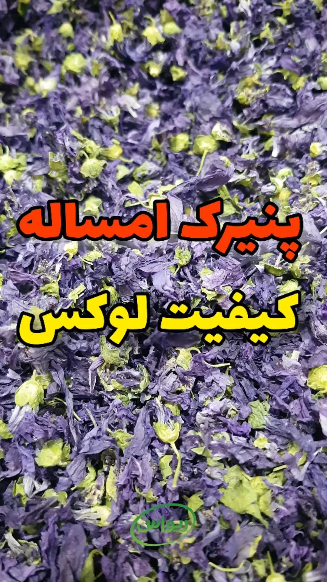 گل پنیرک (ختمی خبازی)