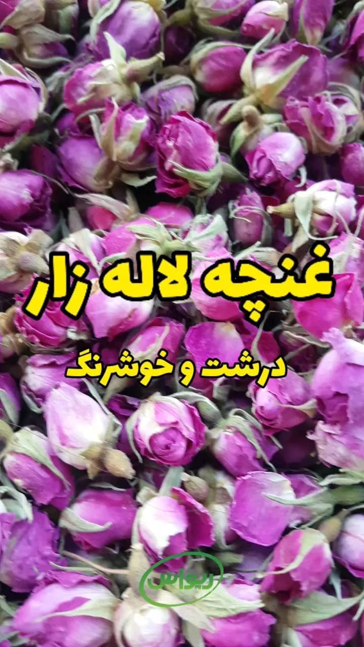 غنچه گل محمدی لالهزار