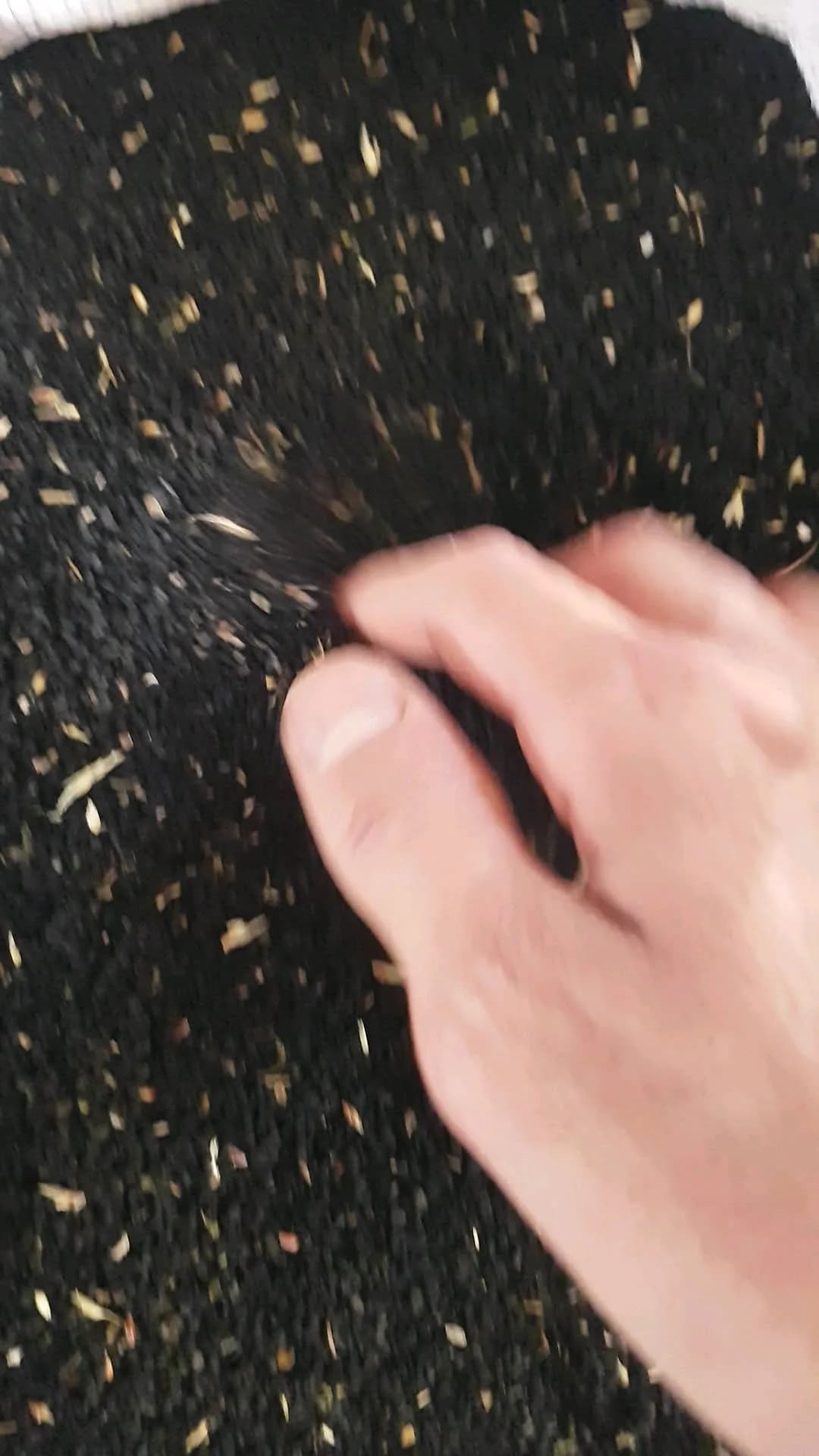 سیاهدانه بوجارشده