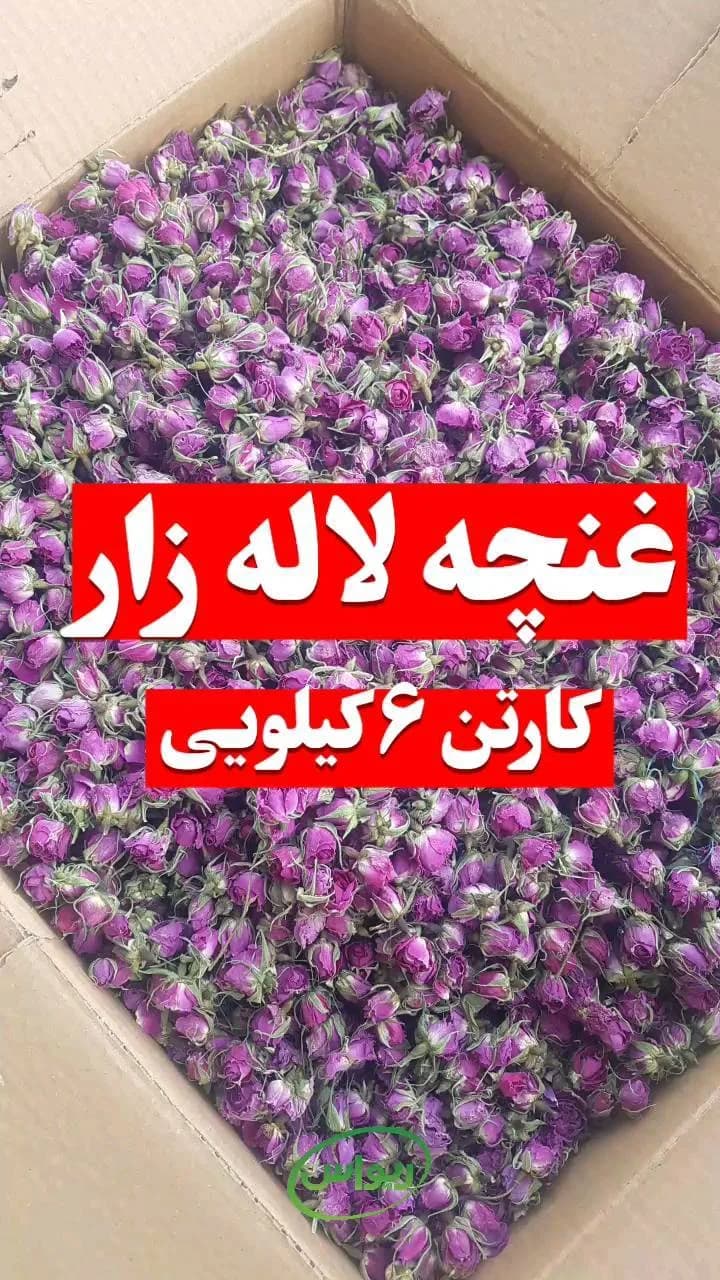 غنچه گل محمدی لالهزار