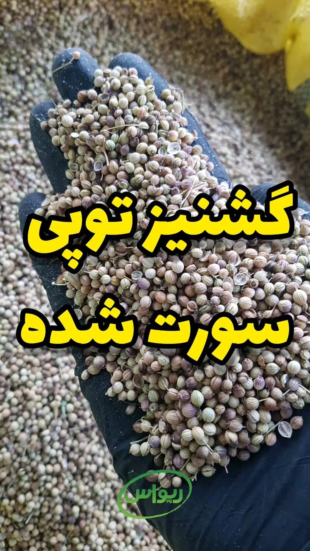 گشنیز توپی سورت‌شده، رنگ کرم و قهوه‌ای، دانه ریز