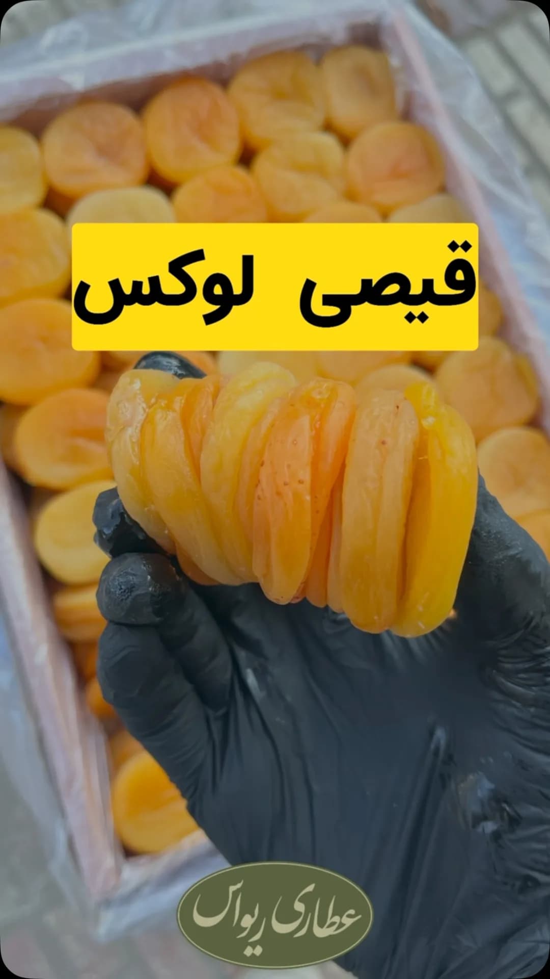 قیصی لوکس، رنگ نارنجی و زرد، حلقوی