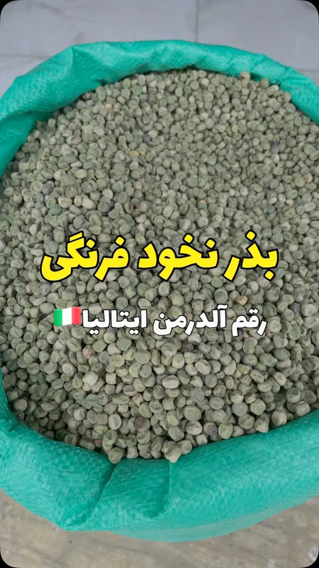 بذر نخود فرنگی آلدرمن، رنگ سبز کمرنگ، دانه