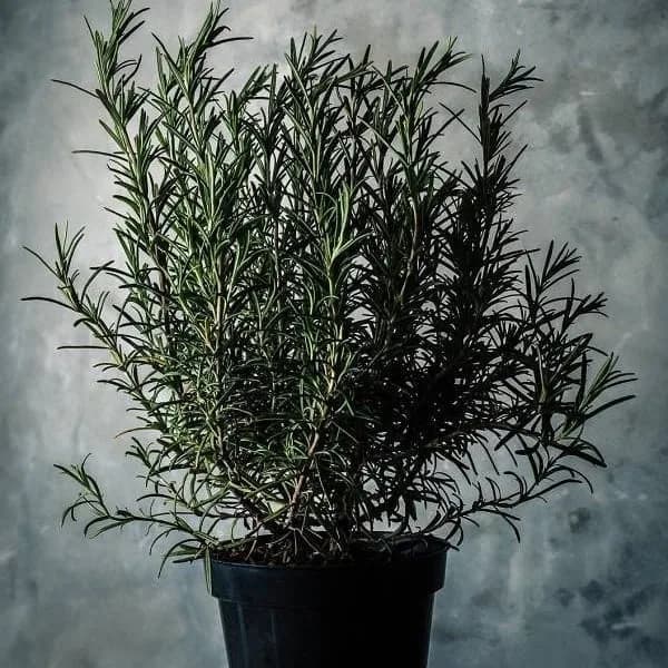 گیاه رزماری، رنگ سبز
