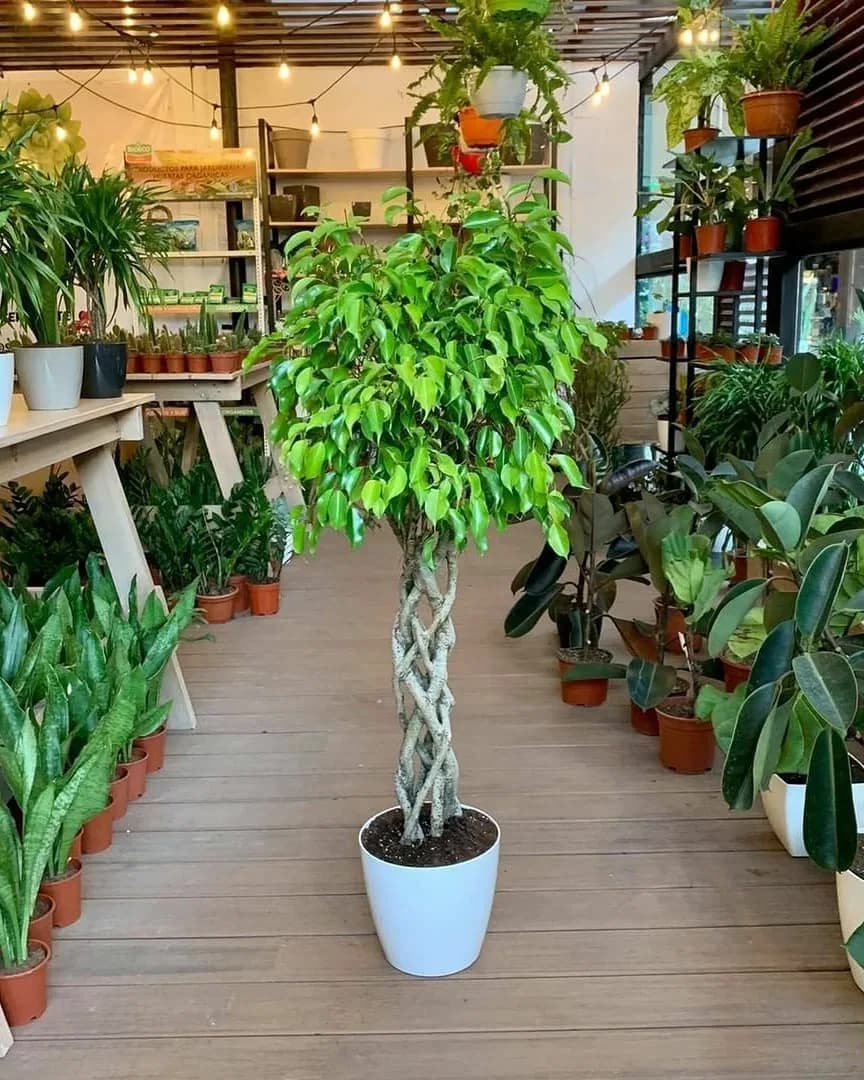 گیاه بنجامین