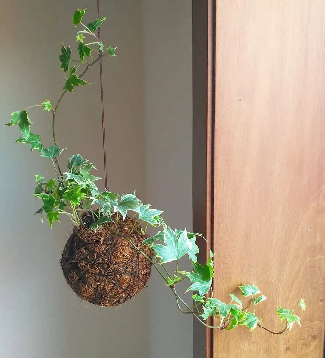 گیاه هدرا (عشقه)