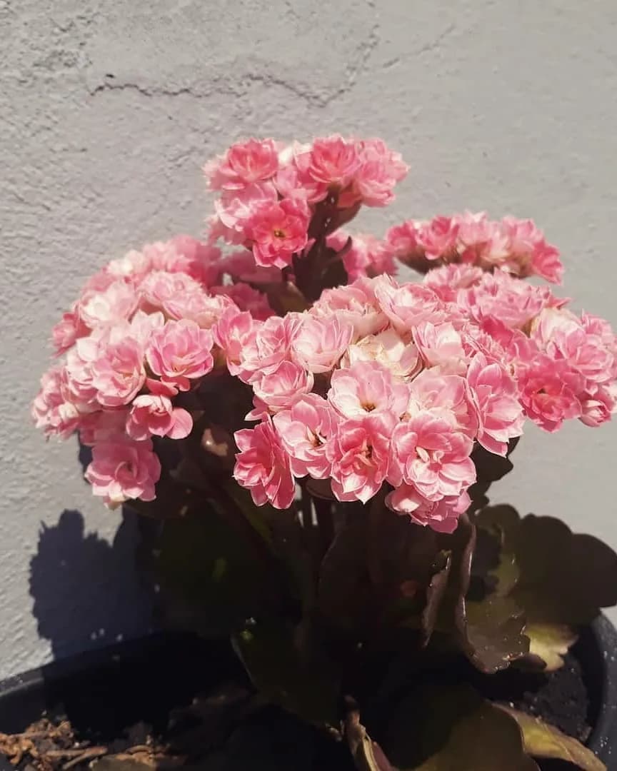 گیاه کالانکوئه، رنگ صورتی و سبز، گیاه گلدار در گلدان