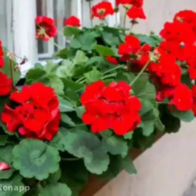 گل شمعدانی، رنگ قرمز و سبز، گیاه گلدار