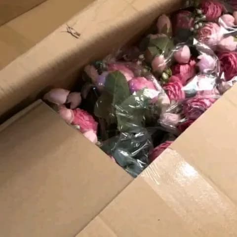 بوته رز پئونی دورنگ