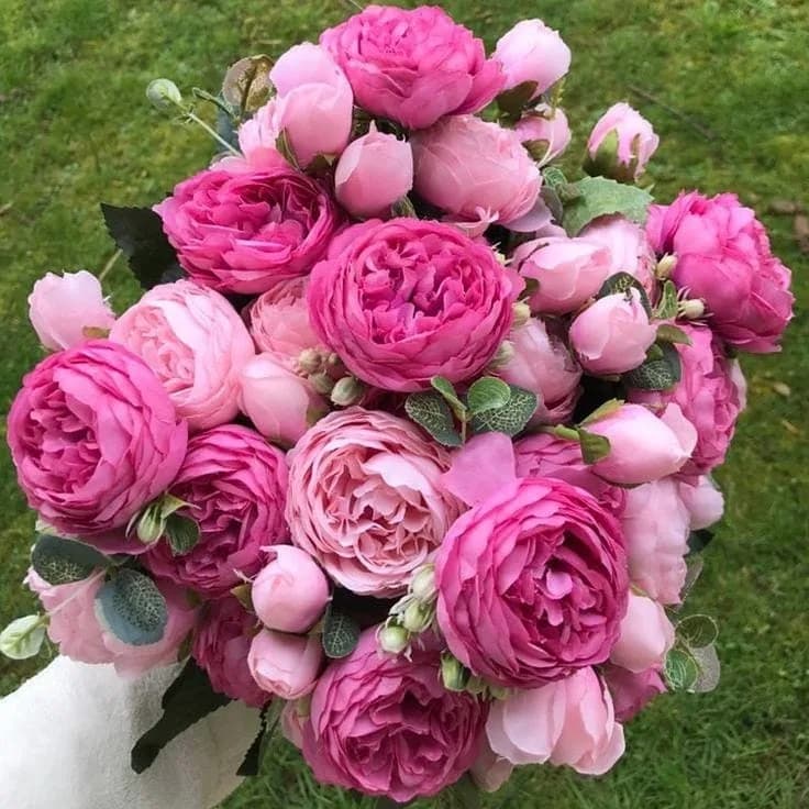 بوته رز پئونی دورنگ