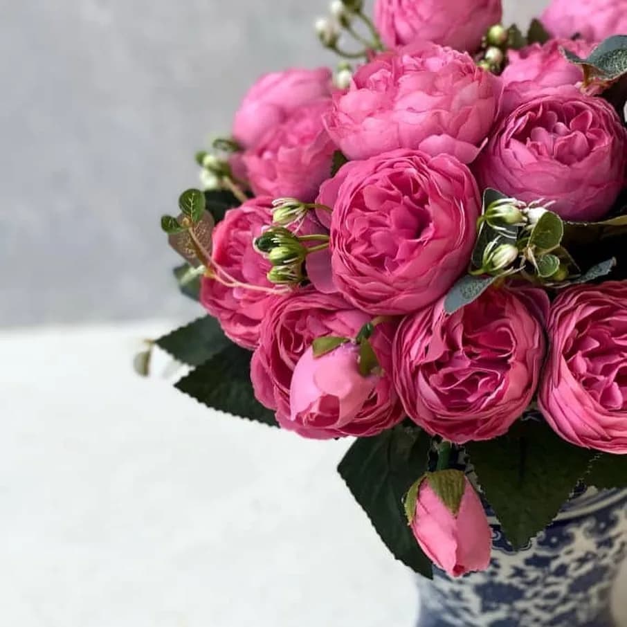 بوته رز پئونی سرخابی