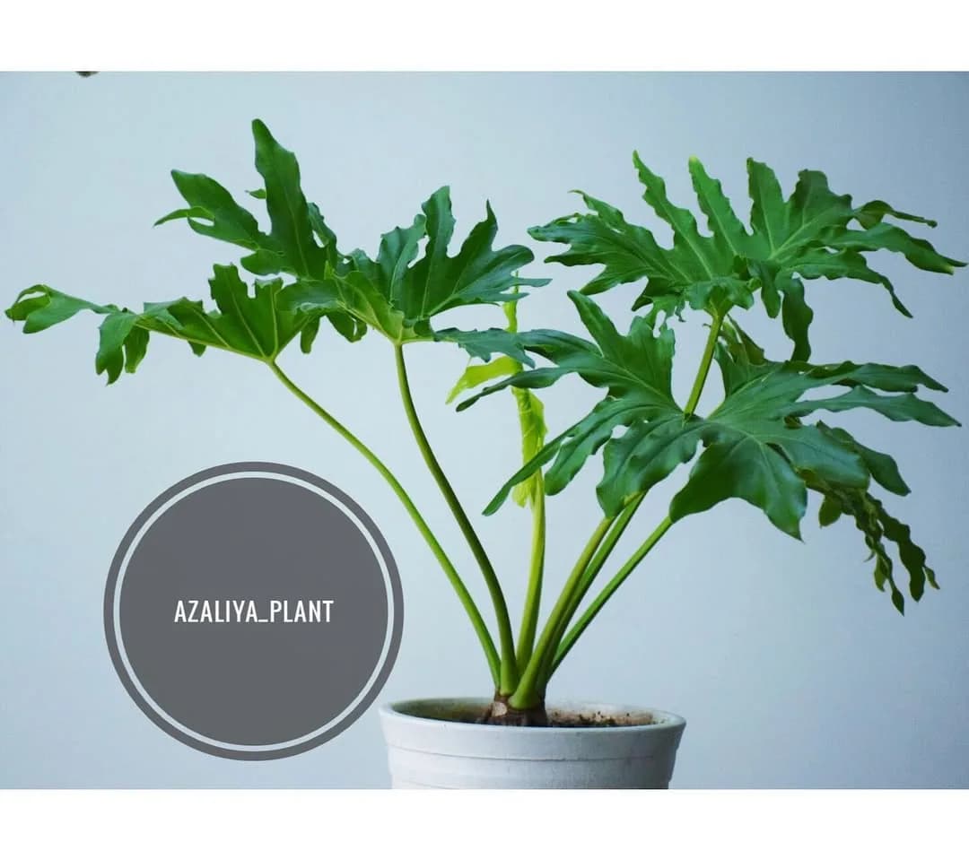برگ انجیری مانسترا
