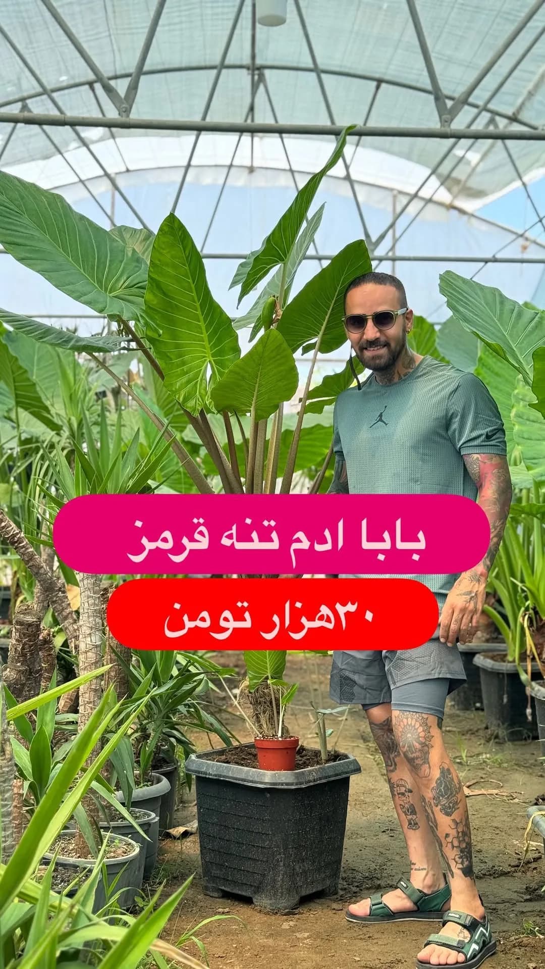 بابا آدم تنه قرمز، رنگ سبز، گیاه آپارتمانی تنه قرمز