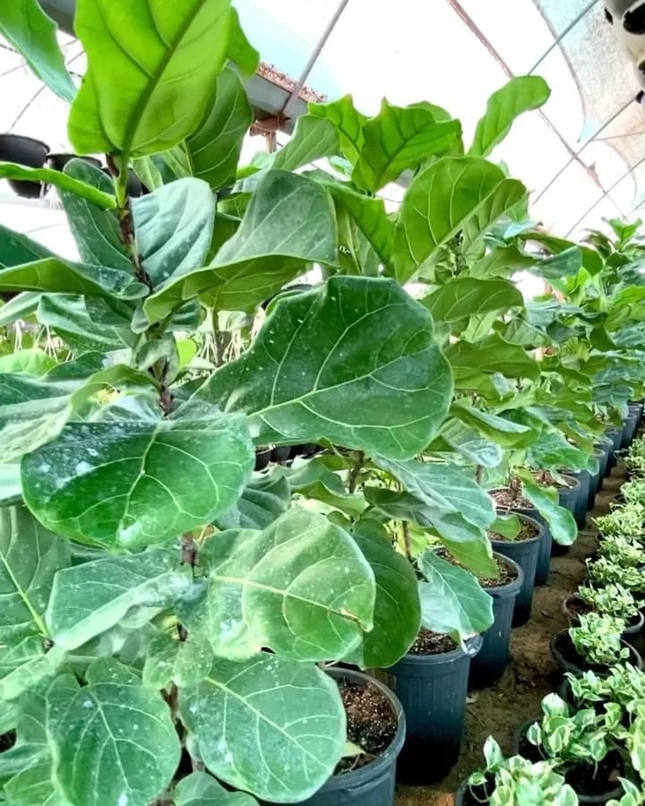 فیکوس لیراتا