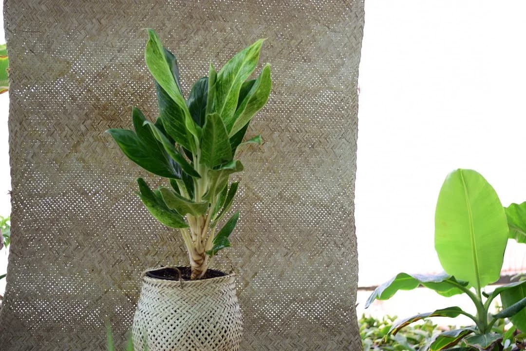 آگلونما طلایی