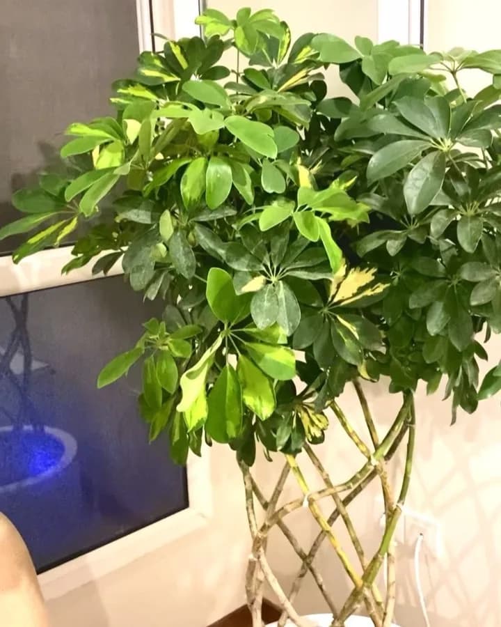 شفلرا، رنگ سبز و زرد، تنه بافته شده