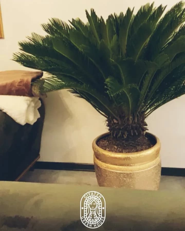 سیکاس، رنگ سبز، گیاه سیکاس با تنه ضخیم