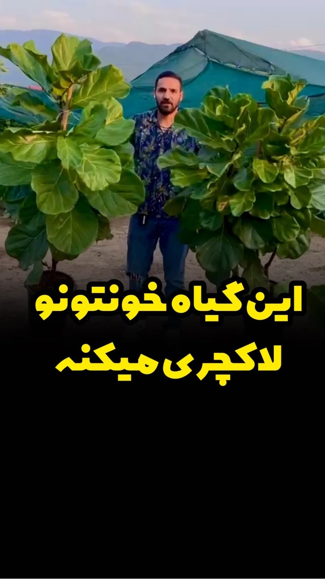 فیکوس لیراتا